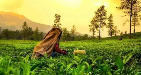 Munnar Thekkady Alleppey 5Day Trip — Kerala tour package