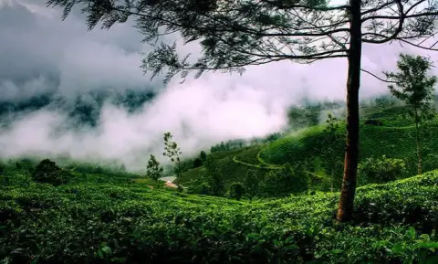 Calicut To Wayanad 2Day Trip — One Day Trip From Calicut tour package
