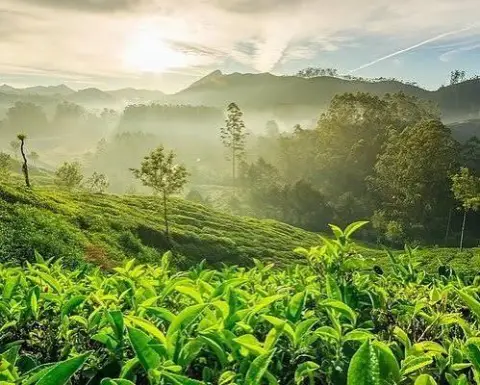 Munnar Local Sightseeing — Kerala tour package