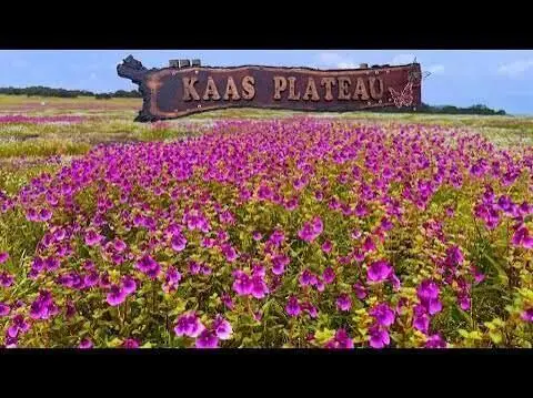 Pune To Kaas Pathar One Day Trip — photo 1